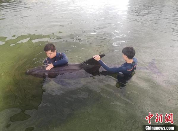 浙江臨海擱淺的瓜頭鯨去向：五家單位將用于科研