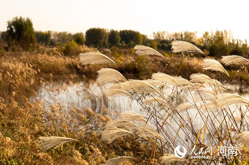 河南鄭州：濱黃風(fēng)光好廊道美如畫(huà)