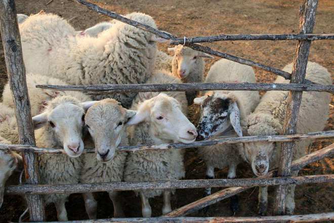 河南濟(jì)源出現(xiàn)不明野獸闖入村莊撕咬羊還會(huì)藏在羊群里伺機(jī)逃走